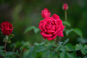 Vibrant_ Red_ Roses_ Garden_4 K Wallpaper