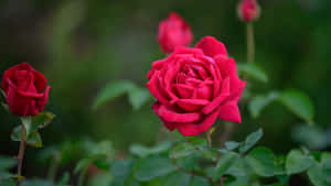 Vibrant_ Red_ Roses_ Garden.jpg Wallpaper