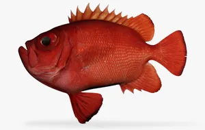 Vibrant Red Soldierfish Isolated Wallpaper