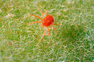 Vibrant Red Spider On A Green Leaf Wallpaper