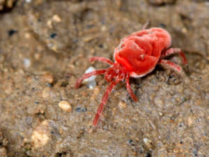 Vibrant Red Spider On A Web Wallpaper