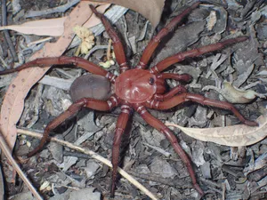 Vibrant Red Spider On A Web Wallpaper