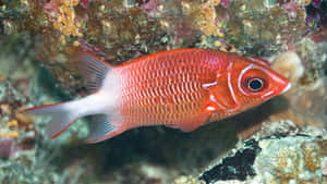 Vibrant Red Squirrelfish Underwater Wallpaper