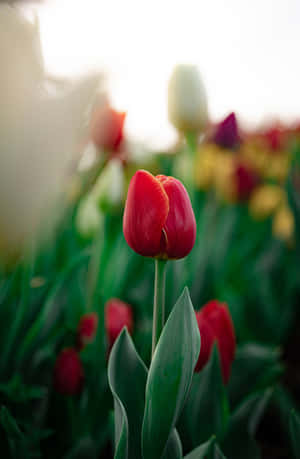 Vibrant Red Tulip Amongst Garden Wallpaper