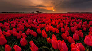 Vibrant_ Red_ Tulip_ Field_ Sunset.jpg Wallpaper