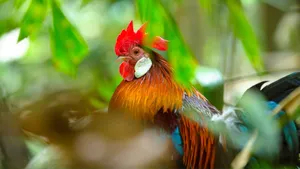 Vibrant Roosterin Greenery.jpg Wallpaper