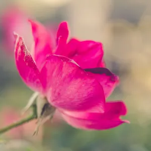 Vibrant Rose Blooms In Artistic Wallpaper Wallpaper