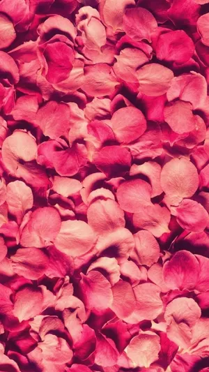 Vibrant Rose Petal Close-up Wallpaper