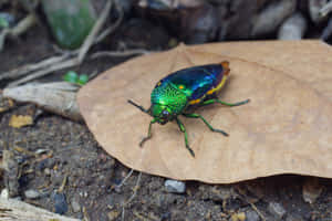 Vibrant Scarab Beetleon Leaf Wallpaper