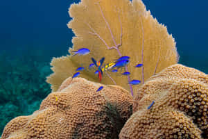 Vibrant Sea Life Coral Reef Wallpaper