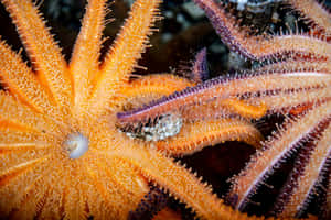 Vibrant Sea Star Closeup Wallpaper