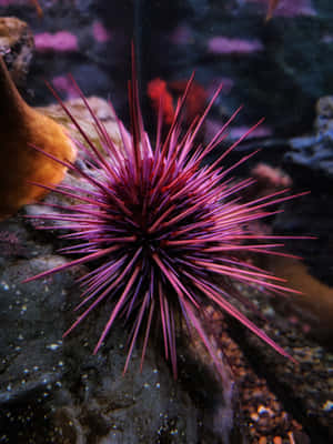 Vibrant Sea Urchin Underwater Wallpaper