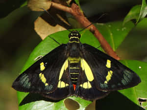 Vibrant_ Skipper_ Butterfly_ Resting Wallpaper