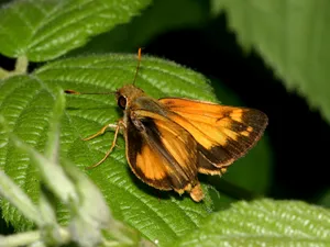Vibrant Skipper Butterflyon Green Leaf Wallpaper