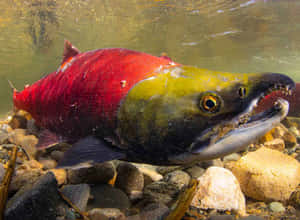 Vibrant Sockeye Salmon Spawning Wallpaper