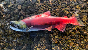 Vibrant Sockeye Salmon Swimming Wallpaper