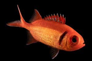 Vibrant Soldierfish Black Background Wallpaper