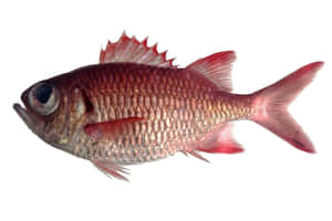 Vibrant Soldierfish Swimming In Coral Reefs Wallpaper