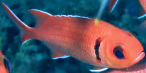 Vibrant Soldierfish Underwater Wallpaper