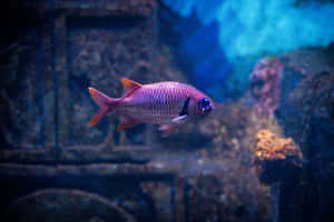 Vibrant Soldierfish Underwater Wallpaper