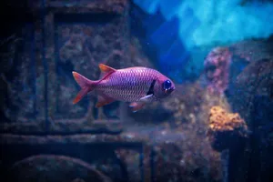 Vibrant Soldierfish Underwater Wallpaper