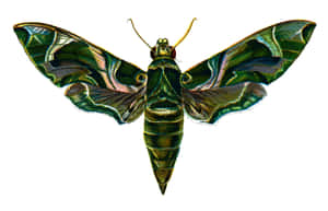 Vibrant Sphinx Moth Illustration Wallpaper