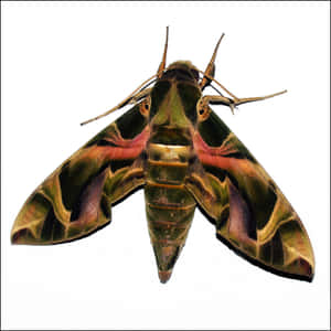 Vibrant Sphinx Moth Isolated Wallpaper