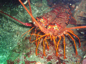 Vibrant Spiny Lobster Underwater Wallpaper