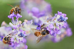 Vibrant Spring Bees Pollinating Colorful Flowers Wallpaper