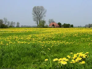 Vibrant Spring Fields In Full Bloom Wallpaper