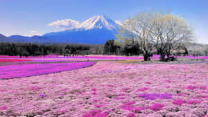 Vibrant Spring Fields Landscape Wallpaper