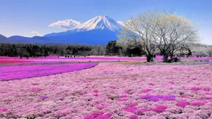 Vibrant Spring Fields Landscape Wallpaper