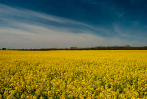 Vibrant Spring Fields Under Blue Skies Wallpaper