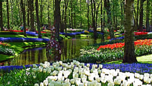 Vibrant Spring Garden In Full Bloom Wallpaper