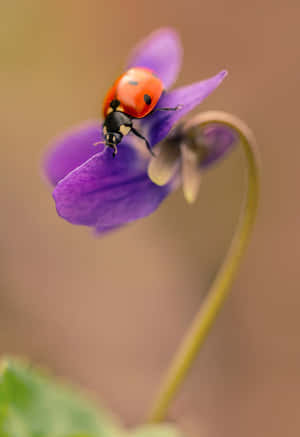 Vibrant Spring Ladybugs Wallpaper