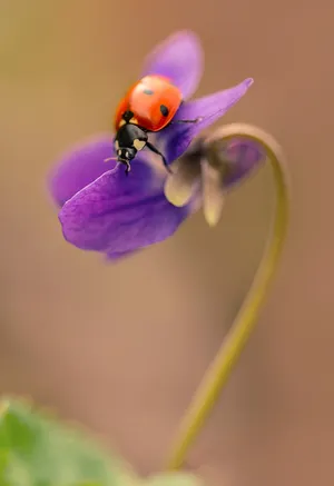 Vibrant Spring Ladybugs Wallpaper