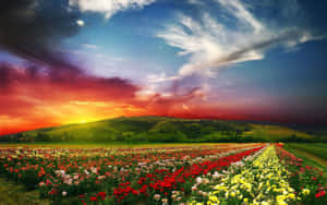 Vibrant Spring Landscape Bursting Into Bloom Wallpaper