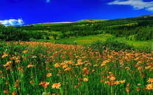 Vibrant Spring Meadow Wallpaper