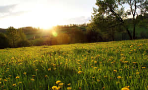 Vibrant Spring Meadow Landscape Wallpaper