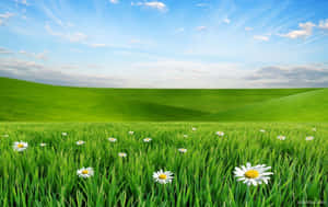 Vibrant Spring Meadow Landscape Wallpaper