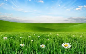 Vibrant Spring Meadow Landscape Wallpaper