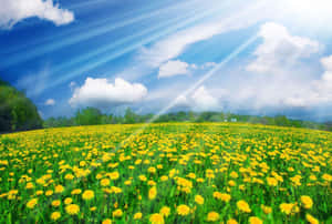 Vibrant Spring Sunshine Over Blossoming Landscape Wallpaper