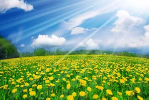Vibrant Spring Sunshine Over Blossoming Landscape Wallpaper