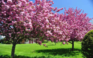 Vibrant Spring Trees In Bloom Wallpaper