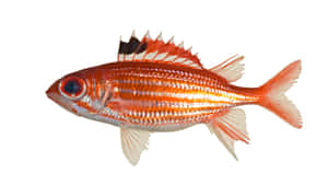 Vibrant Squirrelfish Isolated Wallpaper