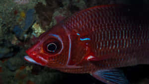 Vibrant Squirrelfish Underwater Wallpaper