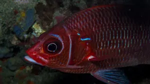 Vibrant Squirrelfish Underwater Wallpaper