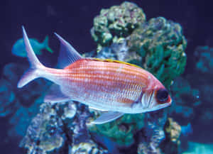 Vibrant Squirrelfish Underwater Wallpaper