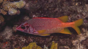 Vibrant Squirrelfish Underwater Wallpaper