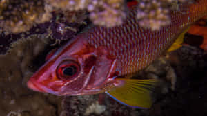 Vibrant Squirrelfish Underwater Wallpaper